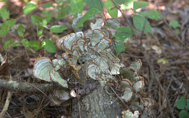 mushrooms growing on fallen tree