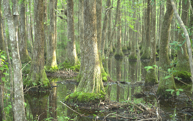 cypress trees in forested tidal swamp