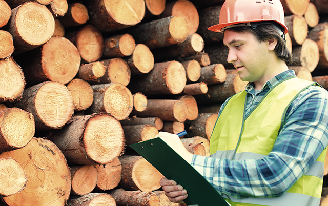 Man in helmet counts wood lumber