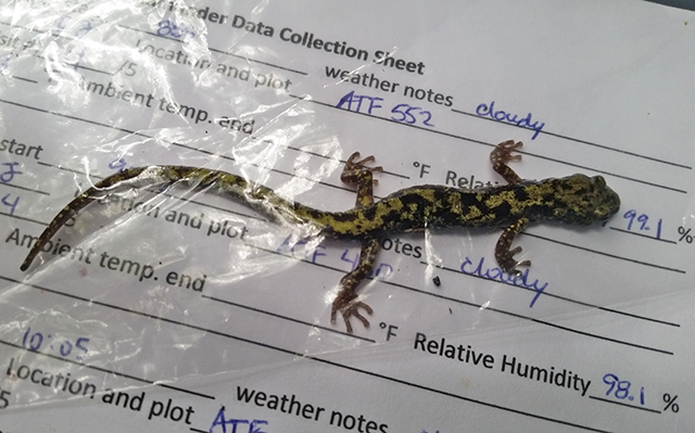 salamander laying on a data sheet