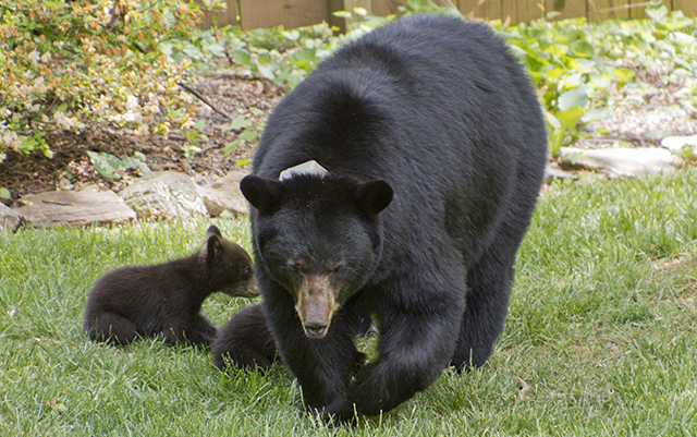 collared mother black bear with cubs