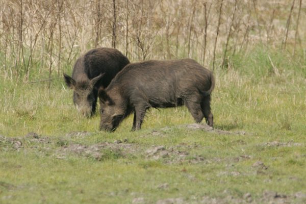 feral pigs eating in field