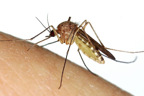 Mosquito (Culex sp.) biting a human finger