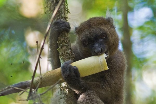 Greater Bamboo Lemur eating culm