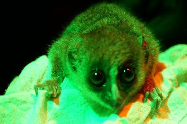 The mouse lemur (Microcebus spp.).