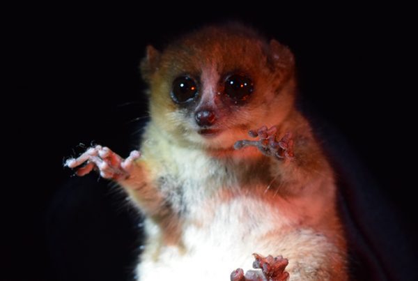Mouse lemur, a new genetic model organism.