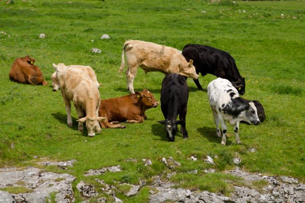 Grazing livestock impact Earth's atmosphere and global climate.