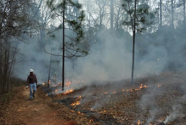 Faculty and students from the Auburn School of Forestry and Wildlife Sciences’ forest fire management conduct a prescribed burn at the Kreher Preserve.