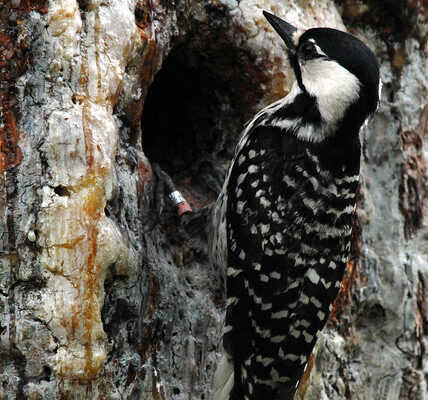 A red-cockaded woodpecker feeds its young in the cavity of a longleaf pine in Georgia. (Photo by John Maxwell, U.S. Fish and Wildlife Service)