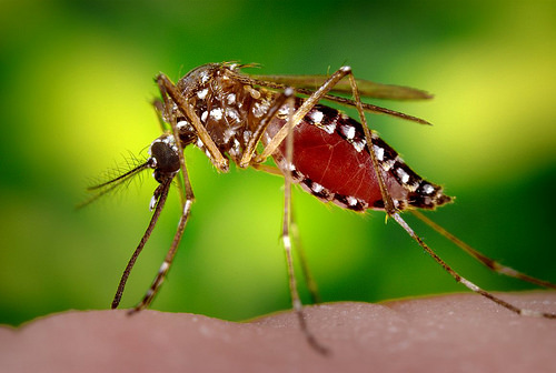 a picture of Ae. aegypti mosquito