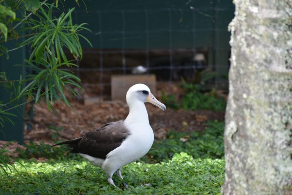 The threatened Hawaiian seabird Laysan albotross