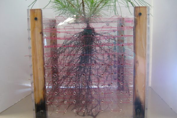 photo of pine with good root architecture