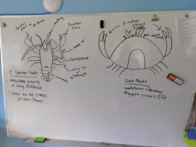 Bree Bennett taught a lesson on crab/lobster anatomy