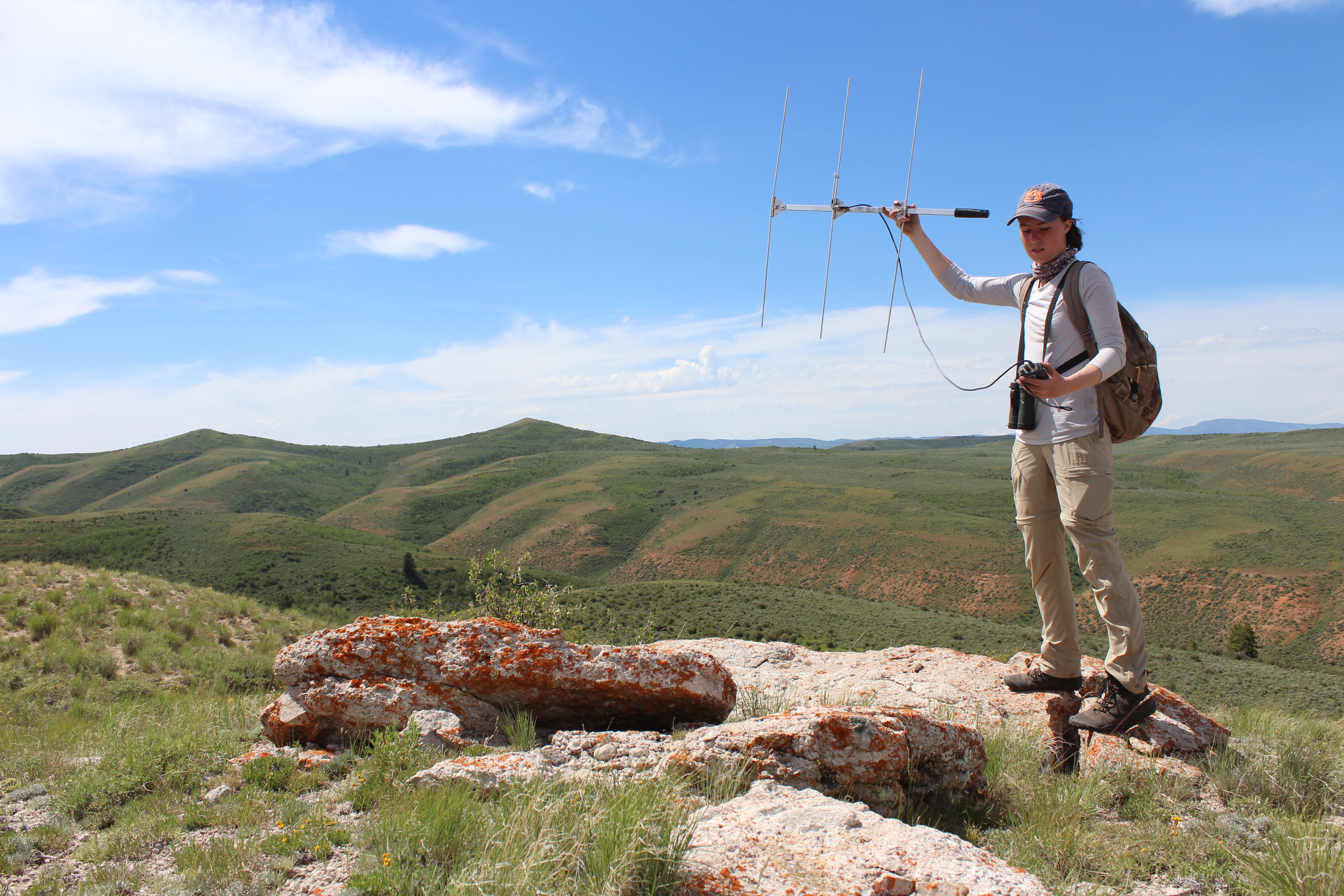 Olivia Wilkes using radio telemetry to track Greater Sage-grouse in Utah