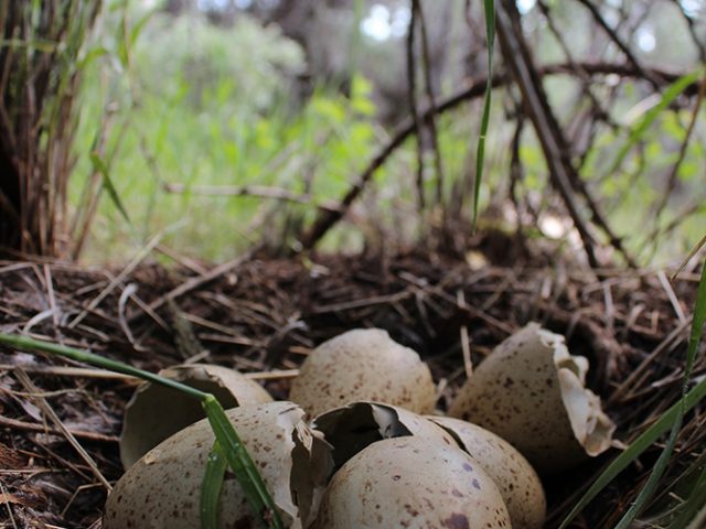 Greater Sage-grouse hatched eggs