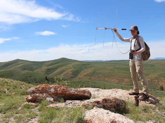 Olivia Wilkes using radio telemetry to track Greater Sage-grouse in Utah