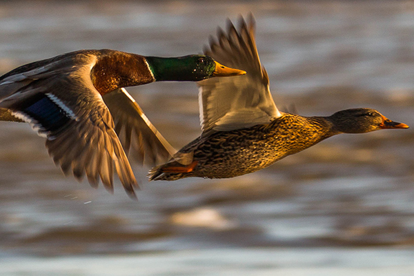 Two ducks fly over water.