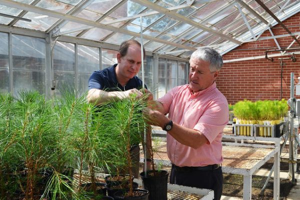 Auburn University researchers Ryan Nadel and Scott Enebak of the Southern Forest Nursery Management Cooperative measure the height, or growth, of loblolly pine seedlings.
