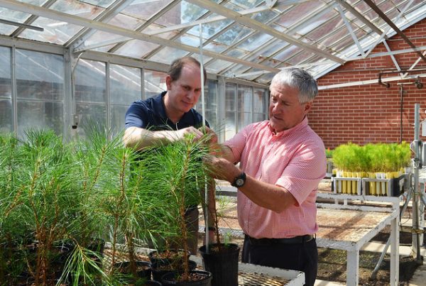Auburn University researchers Ryan Nadel and Scott Enebak of the Southern Forest Nursery Management Cooperative measure the height, or growth, of loblolly pine seedlings.
