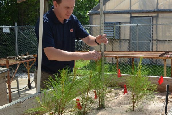 Auburn University researcher Ryan Nadel of the Southern Forest Nursery Management Cooperative measures the growth and survival of outplanted seedlings grown under water stress conditions.