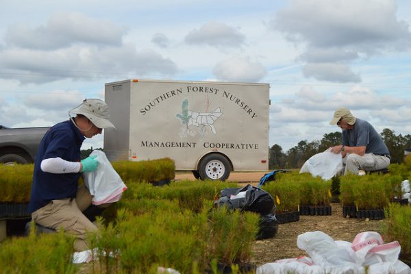 Researchers within Auburn University’s Southern Forest Nursery Management Cooperative, a regional multisector member organization, have developed technologies for the economical production and utilization of forest tree seedlings in the southern U.S.