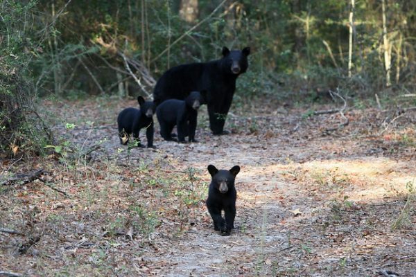 An Auburn University study on the black bear population in Alabama shows a growing number of bears in northeast Alabama and a distinct genetic group in southwest Alabama.