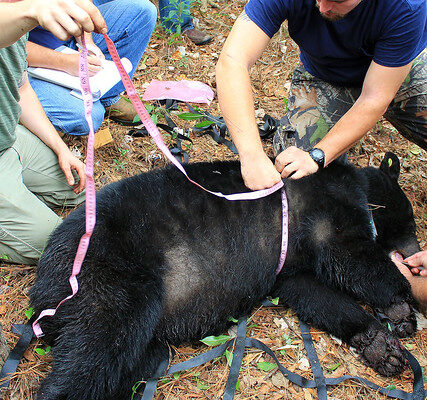 Auburn University researchers record data from a tranquilized black bear.