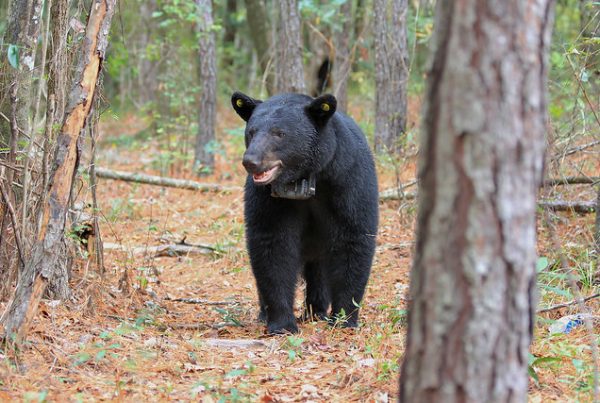 This bear was one of 20 bears with a satellite radio collar that sent location information to Auburn University researchers every hour for a year.
