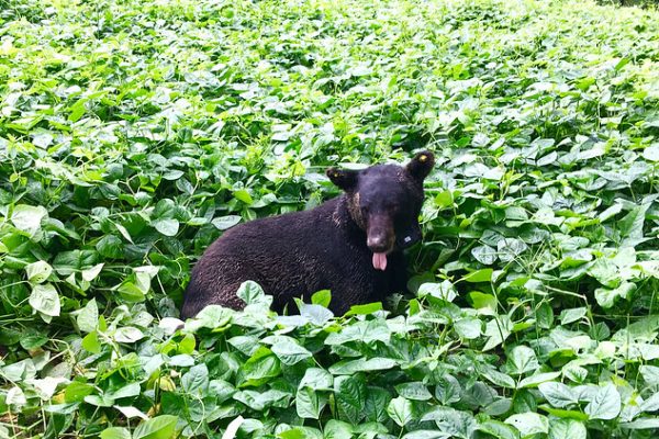 This bear was one of 20 bears with a satellite radio collar that sent location information to Auburn University researchers every hour for a year.
