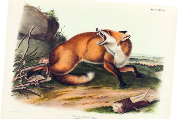 Plate LXXXVII, Folio Two, American Red Fox