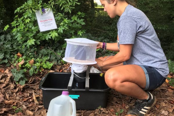 Auburn University graduate student Nicole Castaneda places a mosquito trap in Atlanta for a study to determine if the number and species of birds influence West Nile virus occurrences.