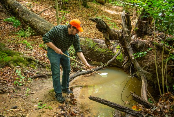 Auburn University graduate student Benjamin McKenzie dips for mosquito larvae for molecular research including virus testing. He is part of a School of Forestry and Wildlife Sciences research team investigating the presence of the Zika-carrying Aedes aegypti mosquito in Alabama.