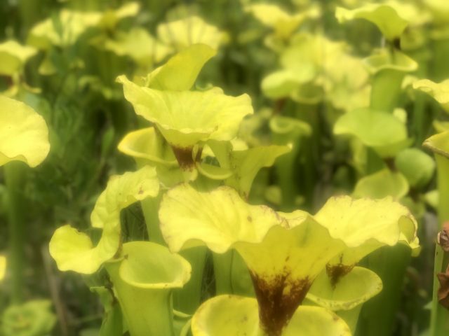 Yellow pitcher plants in a bog.