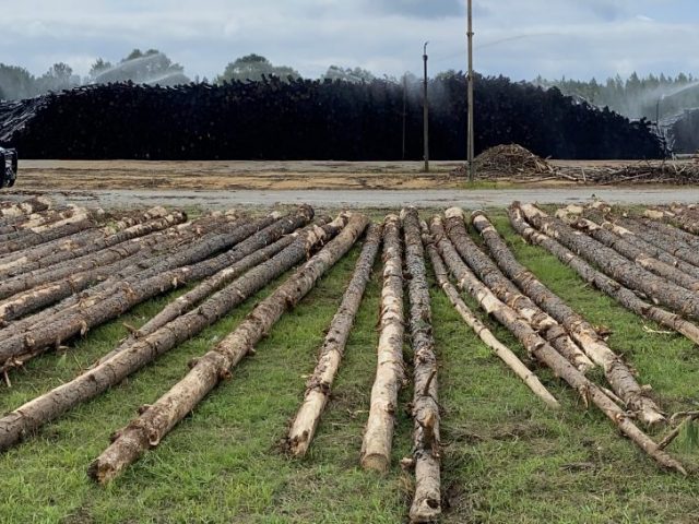 Logs are laid out across a field.