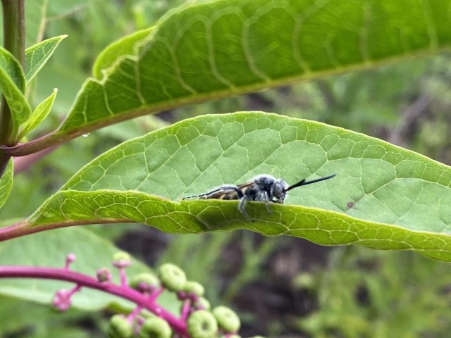 Bee on Leaf by Orum Snow