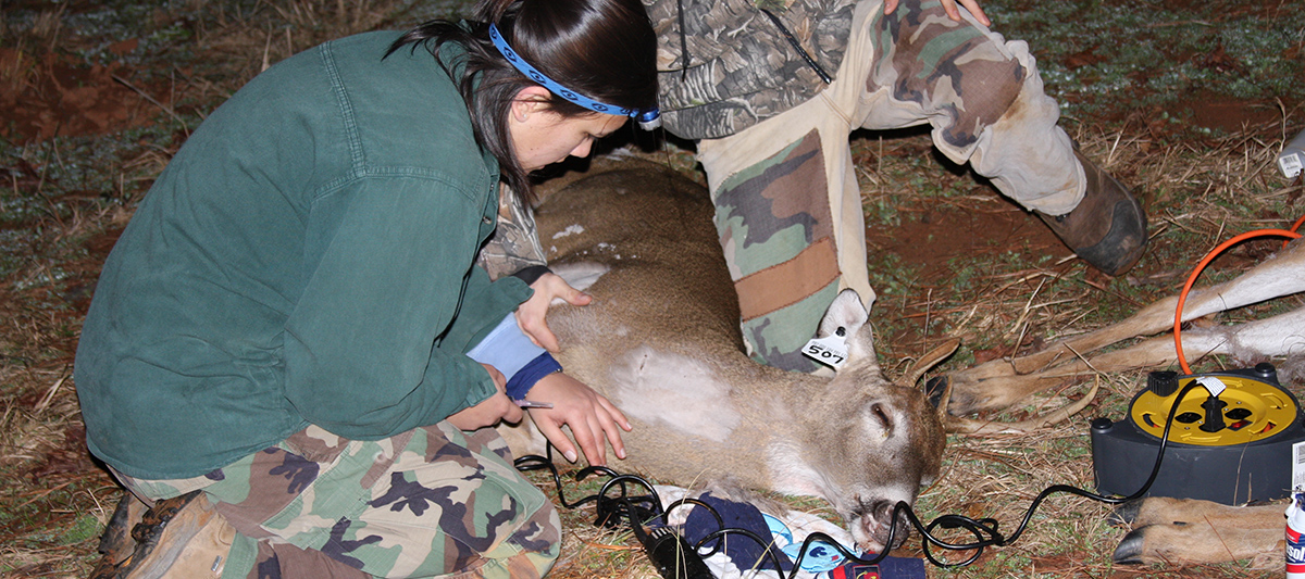 taking data samples from a deer