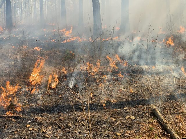 Picture of fire on forest floor.