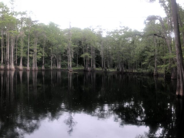 Panorama of swamp in Conecuh National Forest by Orum Snow
