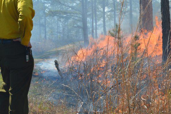 Elrod stands in front of a prescribed fire.