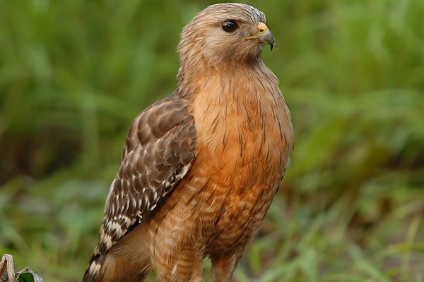Red-shouldered hawk perched on forest undergrowth.