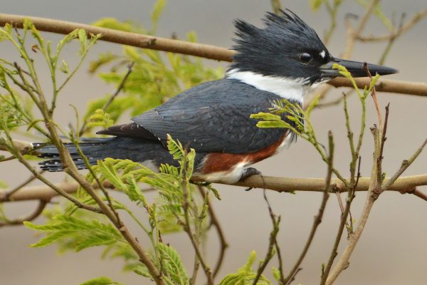 Belted Kingfisher bird perched on branch surrounded by greenery