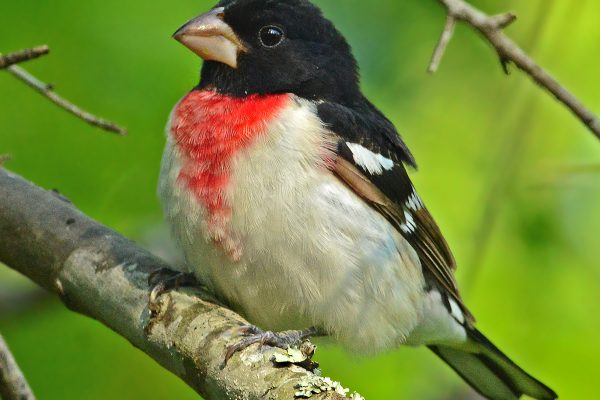 Male rose-breasted grosbeak perched on a branch.