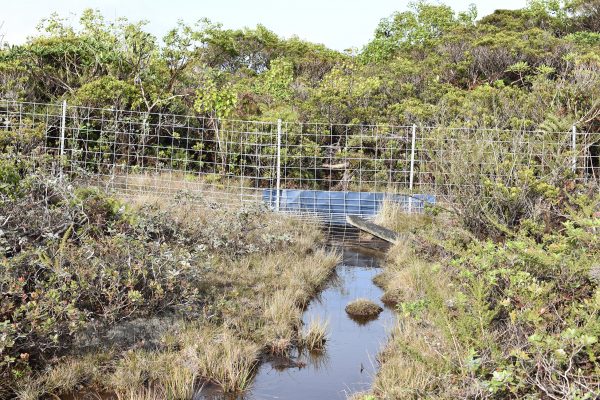 An ungulate fence shown in the Alakai Swamp on the island of Kauai is intended to keep pigs out of sensitive habitat where some of the last endangered forest birds are located.
