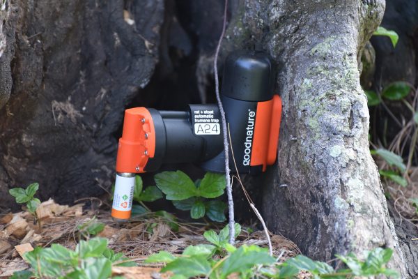 Rat trap placed on the ground next to a tree