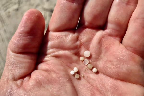A Nurdle Patrol member shows the minuscule size of the nurdles, or tiny pieces of microplastics, that are increasingly making their way into the Gulf of Mexico and surrounding coastal areas. The photo was taken at the Mission Aransas National Estuarine Research Reserve.