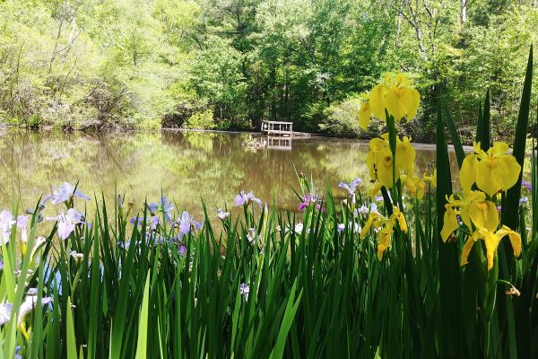 Accessible from the north entrance of the Kreher Preserve and Nature Center, the turtle pond is a popular destination for visitors and environmental programs due to the biodiversity that can be found there, such as native wildlife like fish, reptiles and birds.