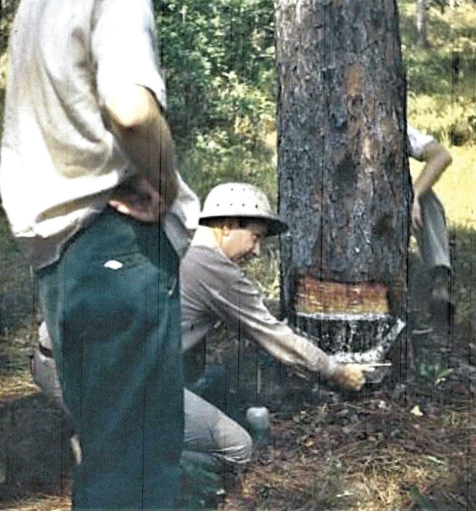 Three men work at chipping bark off of a tree, circa 1948.