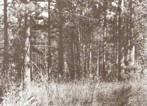 Loblolly-shortleaf pine in old field, circa 1944.