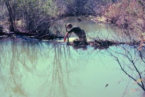 man checks beaver dam for an active crossing