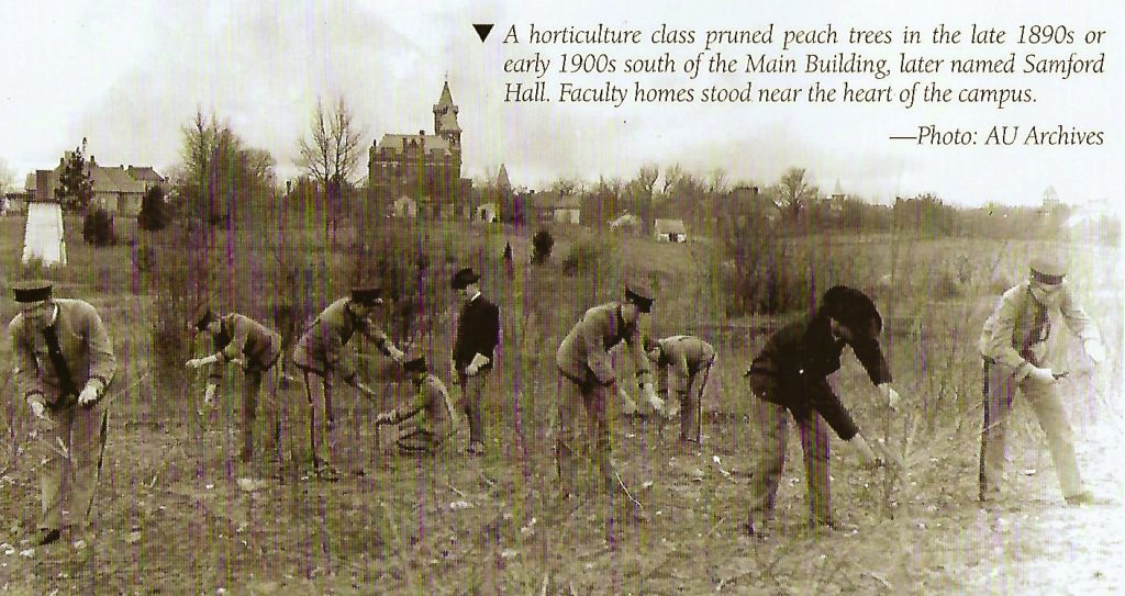 API Cadets pruning peach trees in the field in the late 1800s or early 1900s.